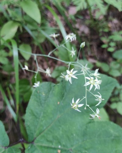 Anticlea sibirica, photographed by Юлия