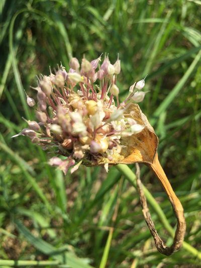 Allium sativum, photographed by Елена Патерикина