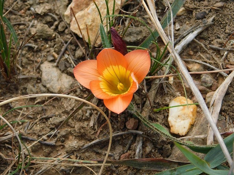 Romulea pilosa, photographed by Klaus Wehrlin