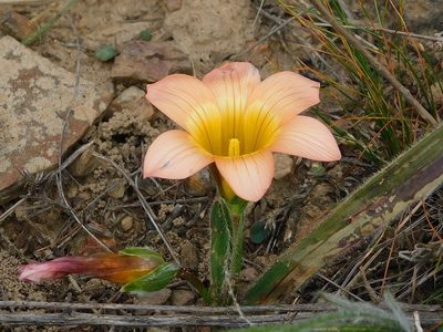 Romulea pilosa, photographed by Klaus Wehrlin