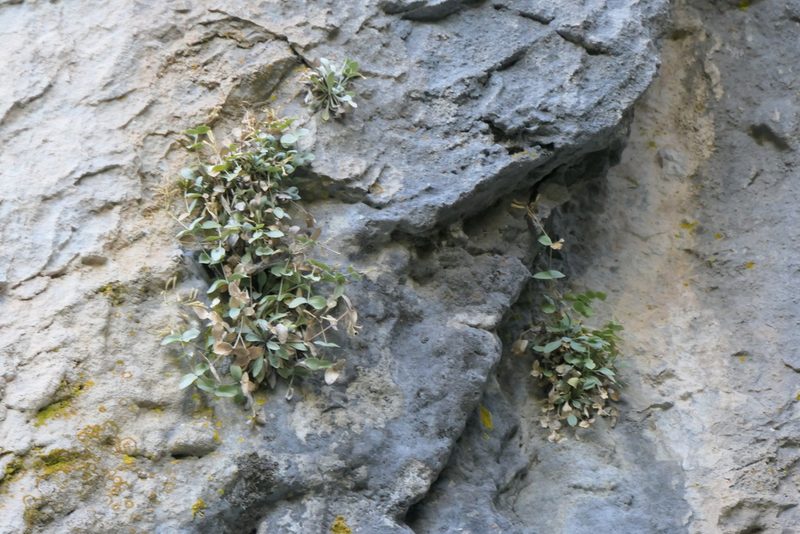Petrocoptis hispanica, photographed by Rafael Medina