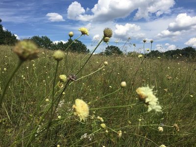 Cephalaria uralensis, photographed by Елена Патерикина
