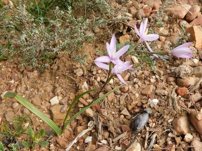 Hesperantha fibrosa, photographed by Klaus Wehrlin