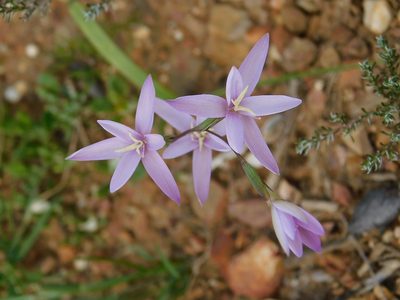 Hesperantha fibrosa, photographed by Klaus Wehrlin