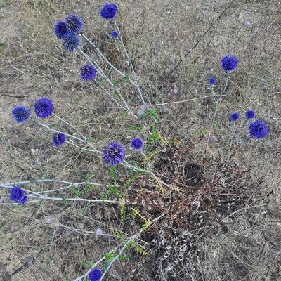 Echinops ritro, photographed by Виктория Билоус