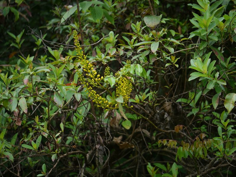 Mezoneuron cucullatum, photographed by Dinesh Valke