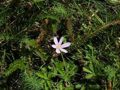 Colchicum alpinum, photographed by Isabella Paleari