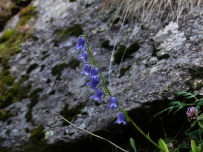 Campanula barbata, photographed by Isabella Paleari