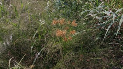 Cyperus esculentus, photographed by Loopy30