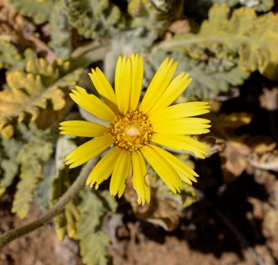 Trichocline aurea, photographed by Nicolás Villaseca Merino
