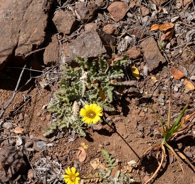 Trichocline aurea, photographed by Nicolás Villaseca Merino
