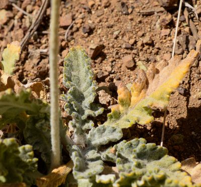 Trichocline aurea, photographed by Nicolás Villaseca Merino