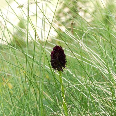Gymnadenia rhellicani, photographed by Isabella Paleari