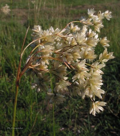Luzula lactea, photographed by José Luis Camaño