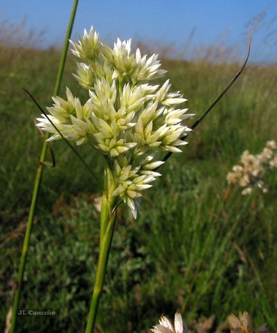 Luzula lactea, photographed by José Luis Camaño