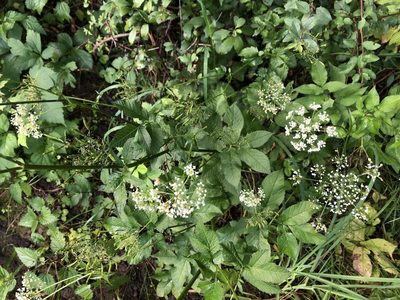 Chaerophyllum aromaticum, photographed by Pavel Kacl