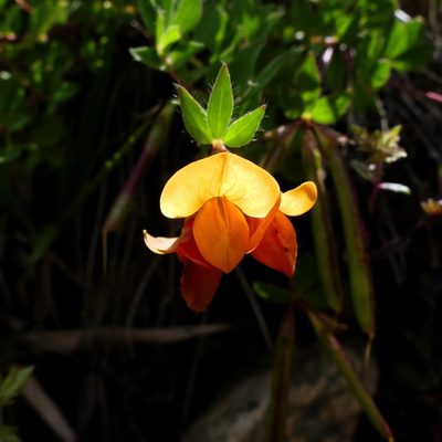 Lotus alpinus, photographed by Isabella Paleari