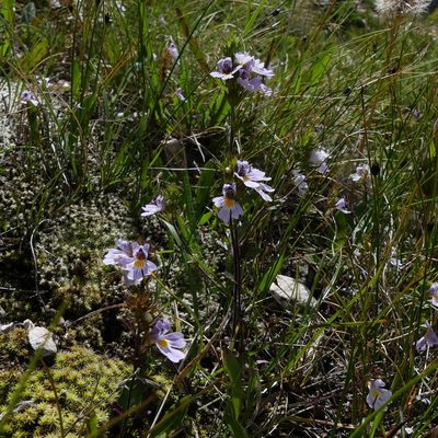 Euphrasia alpina, photographed by Isabella Paleari