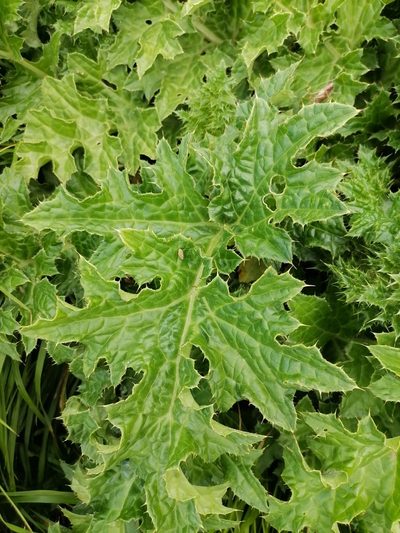 Cirsium bertolonii, photographed by silk128