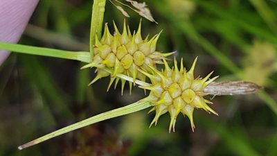Carex cryptolepis, photographed by Norma Malinowski