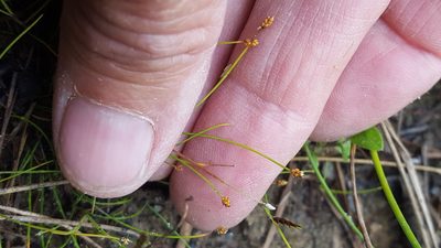 Eleocharis nitida, photographed by Norma Malinowski