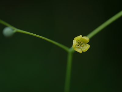 Erythropalum scandens, photographed by Dinesh Valke