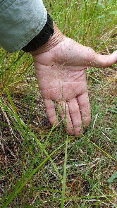 Muhlenbergia uniflora, photographed by Norma Malinowski
