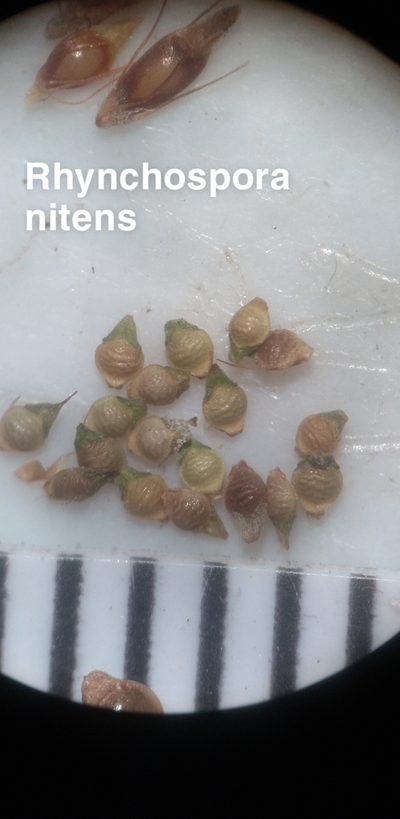 Rhynchospora scirpoides, photographed by Scott Ward