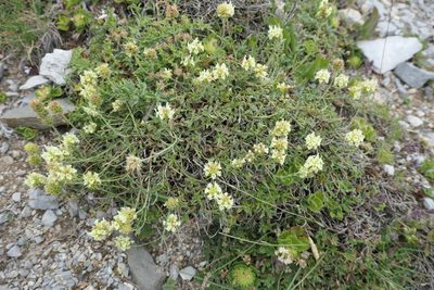 Sideritis hyssopifolia, photographed by Rafael Medina