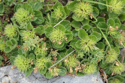 Teucrium pyrenaicum, photographed by Rafael Medina