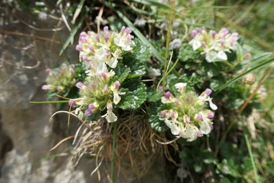 Teucrium pyrenaicum, photographed by Rafael Medina