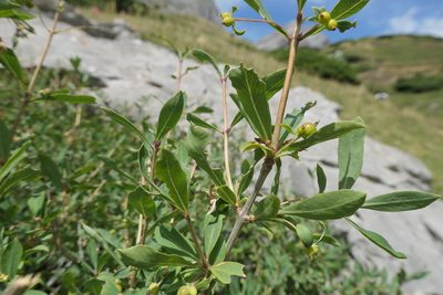 Lonicera pyrenaica, photographed by Rafael Medina