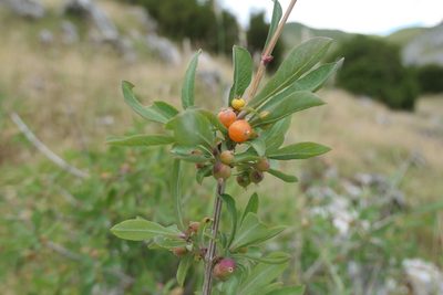 Lonicera pyrenaica, photographed by Rafael Medina