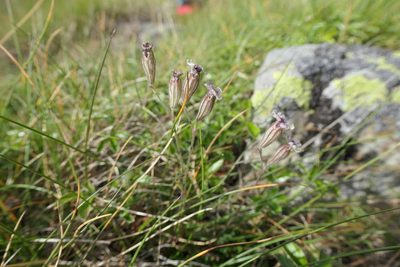 Silene ciliata, photographed by Rafael Medina