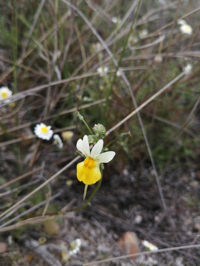 Nemesia ligulata, photographed by Danie Palm