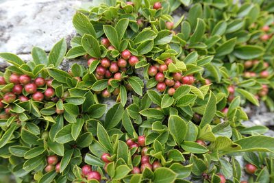 Rhamnus pumila, photographed by Rafael Medina