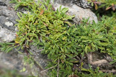 Globularia repens, photographed by Rafael Medina