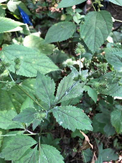 Sanicula trifoliata, photographed by sara