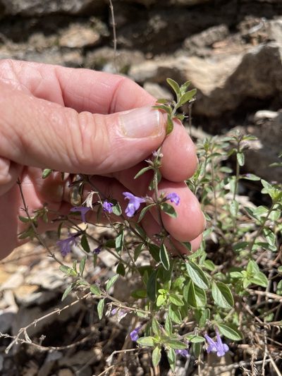 Hedeoma pulcherrima, photographed by CK2AZ