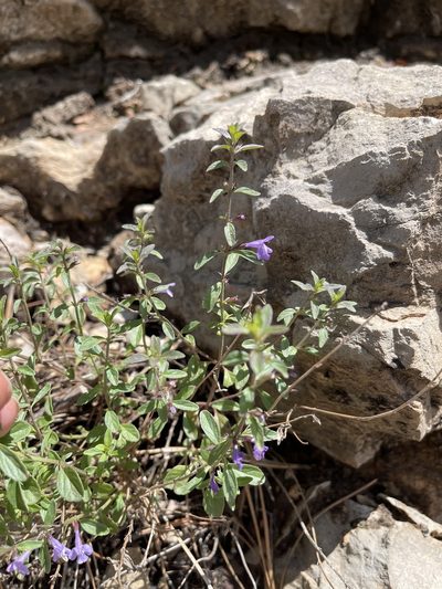 Hedeoma pulcherrima, photographed by CK2AZ