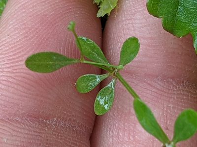 Hydrogalium claytonii, photographed by Jason Hill