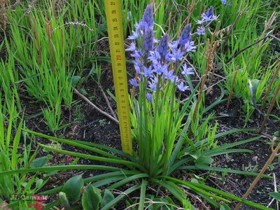 Hyacinthoides paivae, photographed by José Luis Camaño