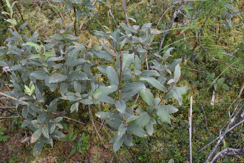 Salix lapponum, photographed by Игорь Васильев