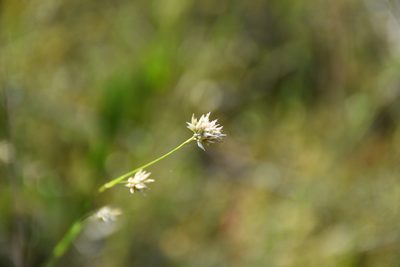 Rhynchospora alba, photographed by Игорь Васильев