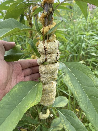 Cuscuta glomerata, photographed by Brandon Corder