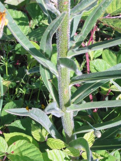 Echium lusitanicum, photographed by José Luis Camaño