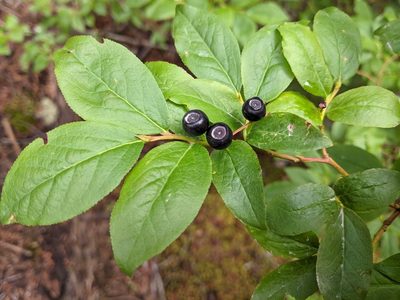 Vaccinium membranaceum, photographed by David Anderson