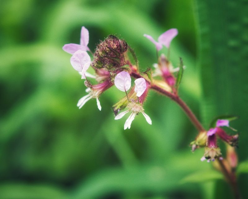 Cuphea leptopoda, photographed by adel-fridus