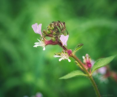 Cuphea leptopoda, photographed by adel-fridus