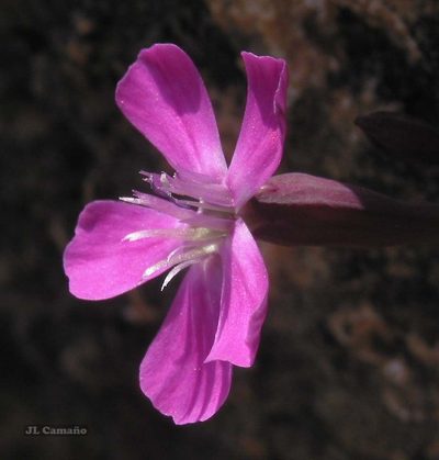 Petrocoptis grandiflora, photographed by José Luis Camaño